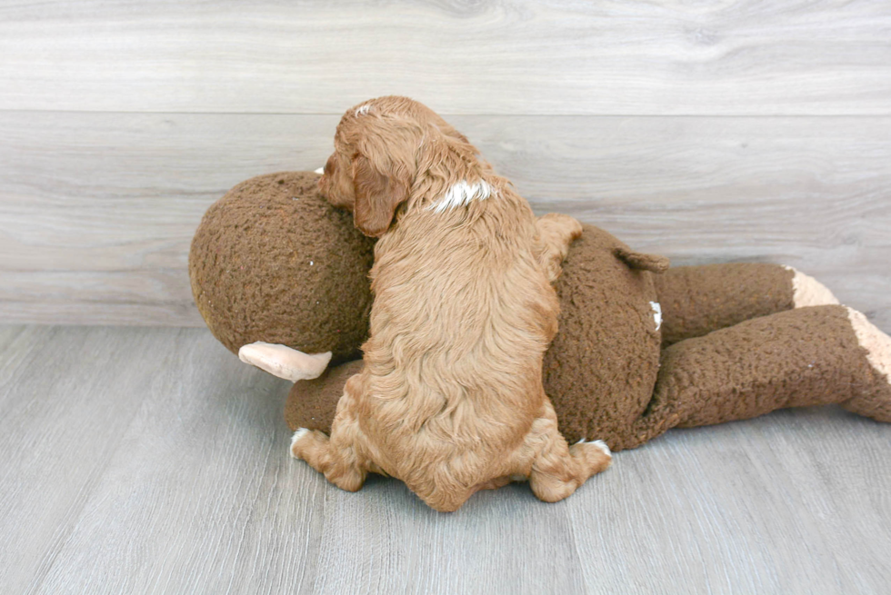 Cavapoo Pup Being Cute