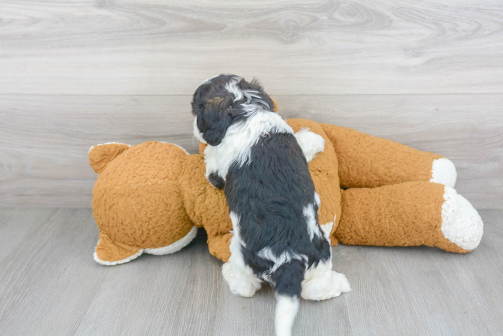 Cavapoo Puppy for Adoption