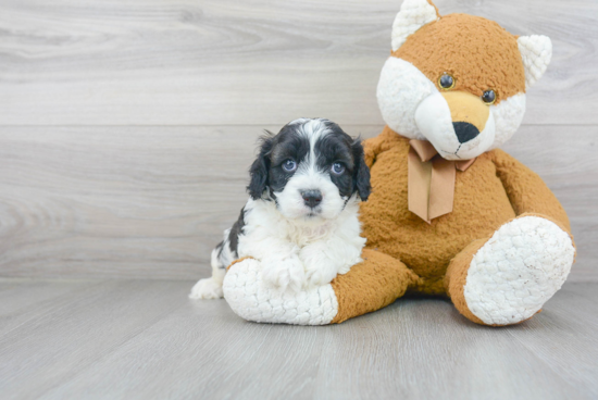 Cavapoo Pup Being Cute