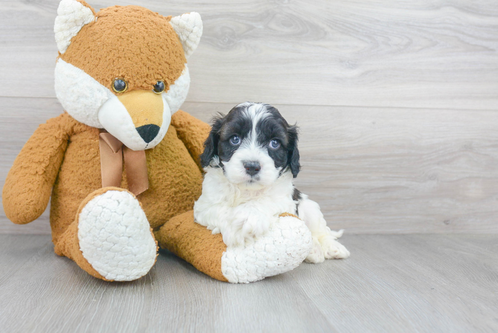 Cavapoo Pup Being Cute