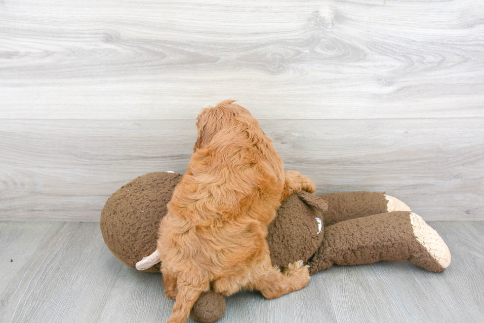 Cavapoo Pup Being Cute