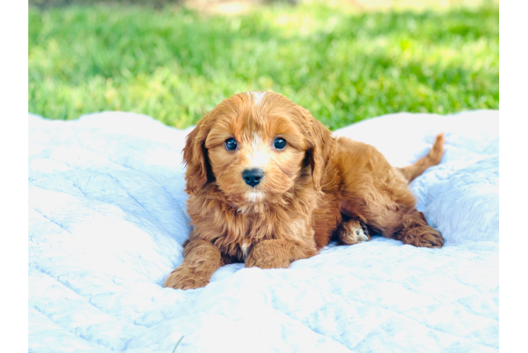 Cute Cavapoo Baby