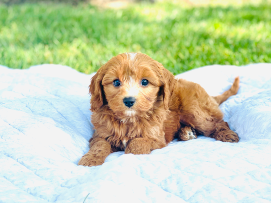 Cute Cavapoo Baby