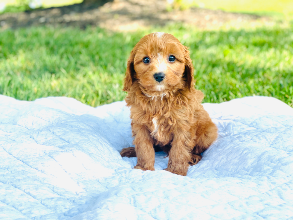 Cavapoo Pup Being Cute