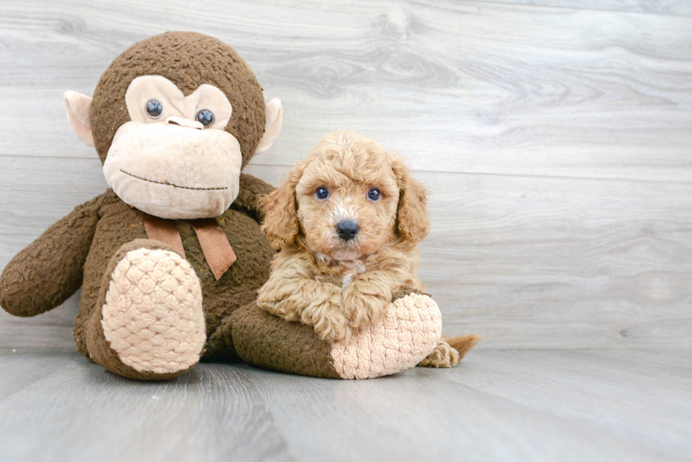 Smart Cavapoo Poodle Mix Pup