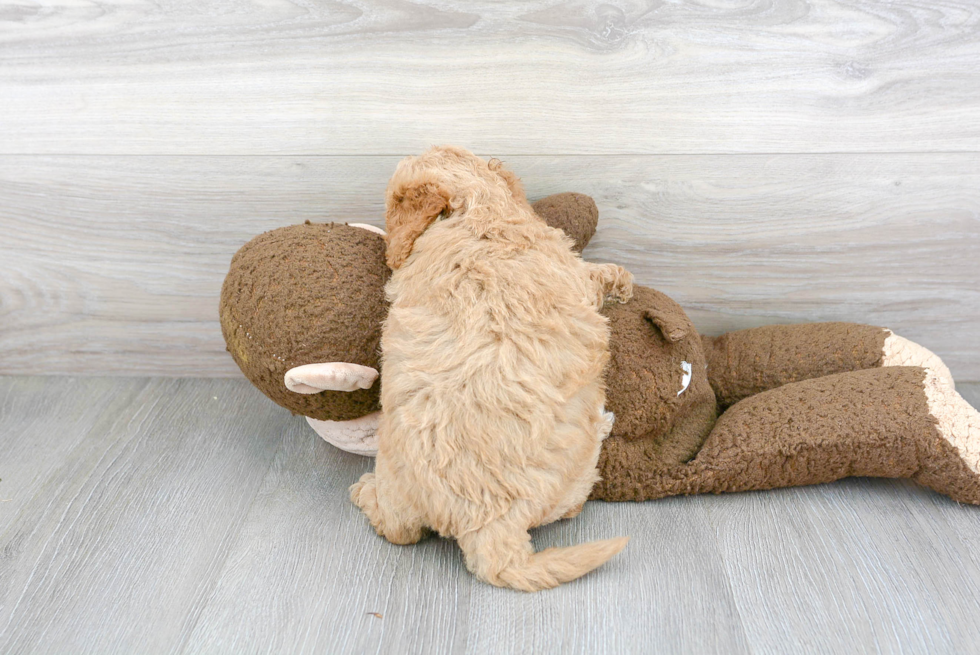 Popular Cavapoo Poodle Mix Pup