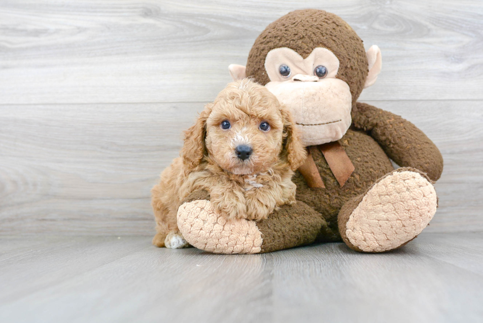 Sweet Cavapoo Baby