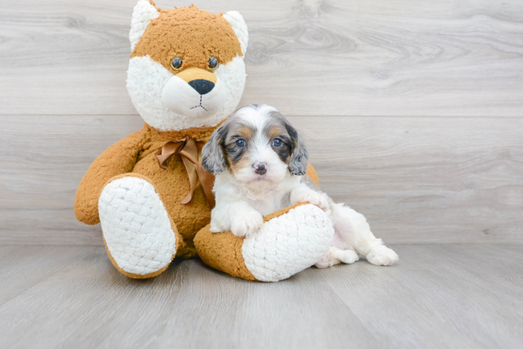 Cavapoo Puppy for Adoption