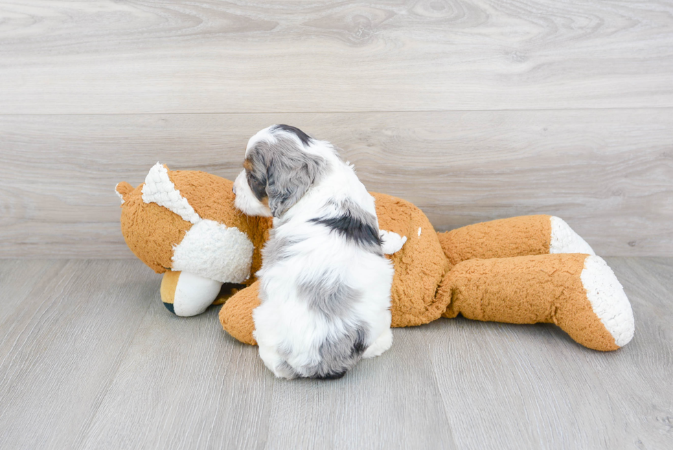 Best Cavapoo Baby