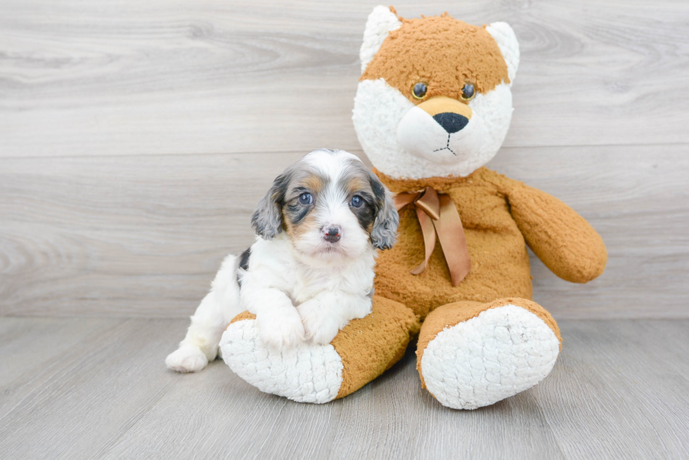 Cavapoo Pup Being Cute