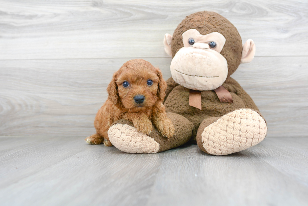 Cavapoo Pup Being Cute