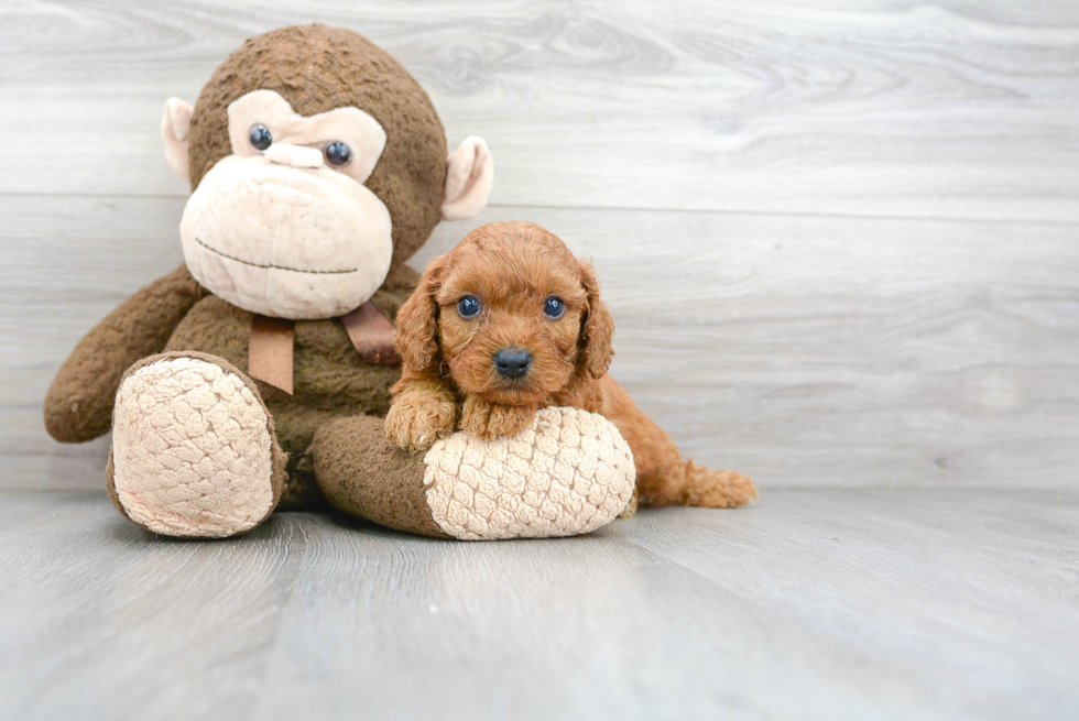 Best Cavapoo Baby