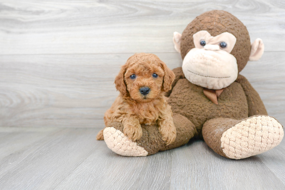 Cavapoo Puppy for Adoption