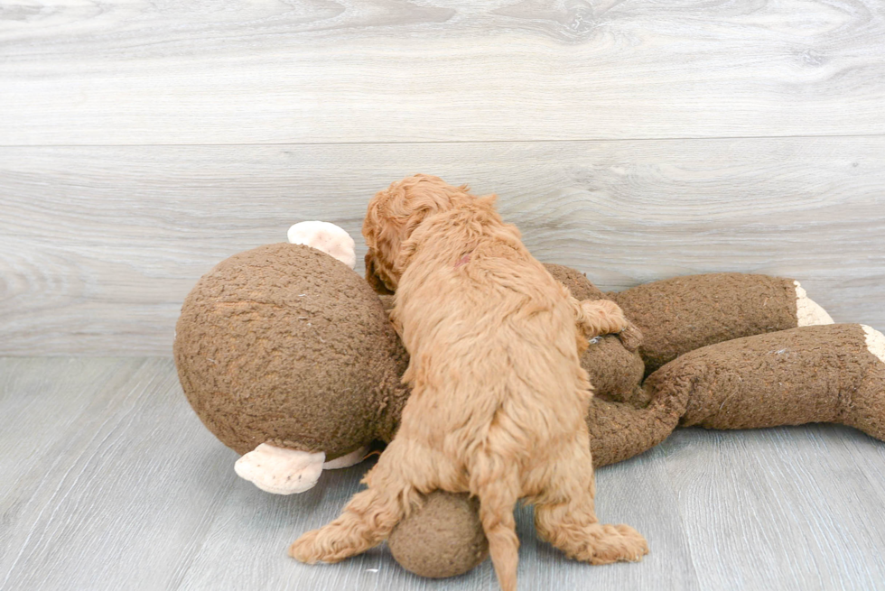 Little Cavoodle Poodle Mix Puppy