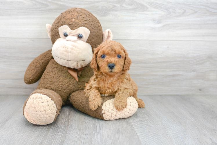 Friendly Cavapoo Baby