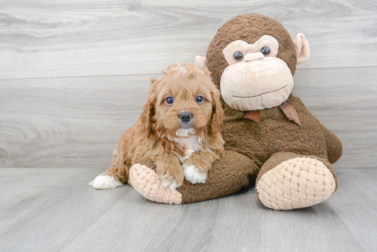 Hypoallergenic Cavoodle Poodle Mix Puppy