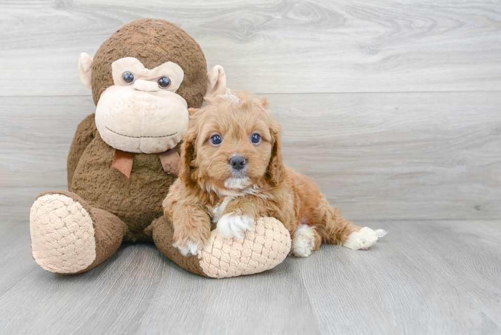 Cavapoo Puppy for Adoption