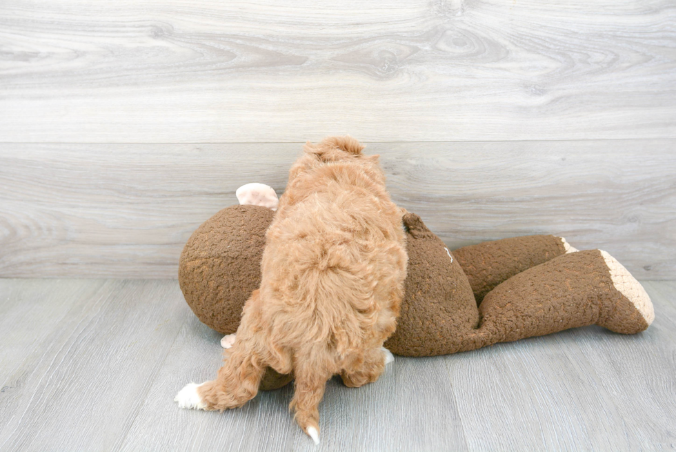 Cavapoo Pup Being Cute