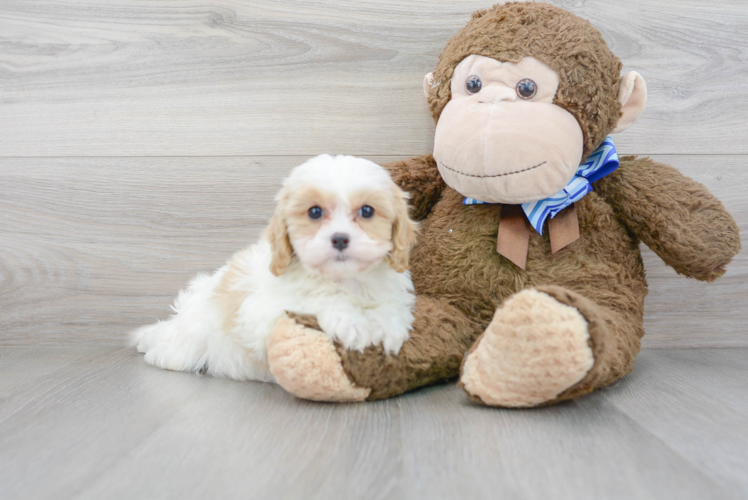 Cavapoo Pup Being Cute