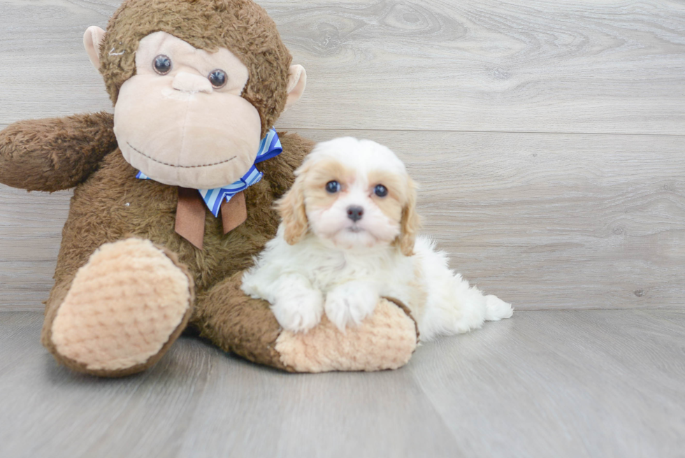 Cavapoo Puppy for Adoption