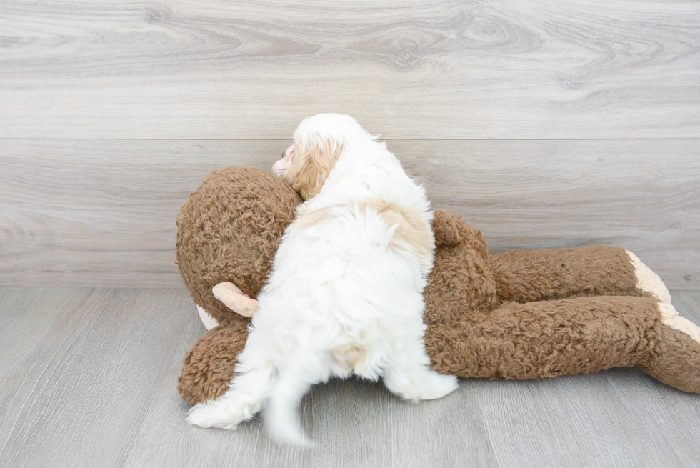 Funny Cavapoo Poodle Mix Pup