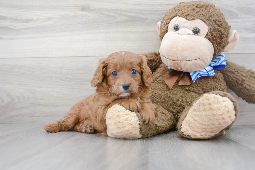 Small Cavapoo Baby