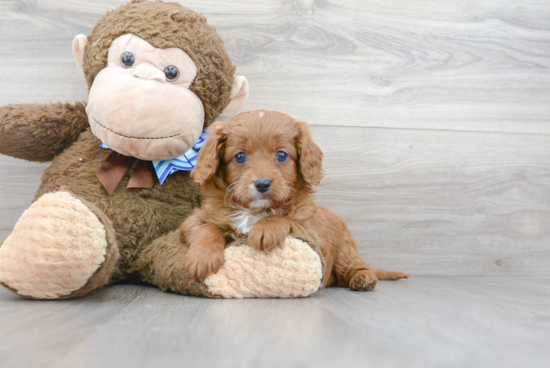 Cavapoo Pup Being Cute