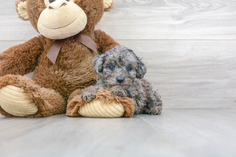 Small Cavapoo Baby