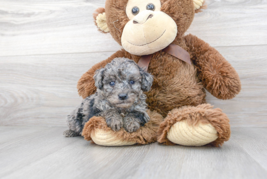 Cavapoo Puppy for Adoption