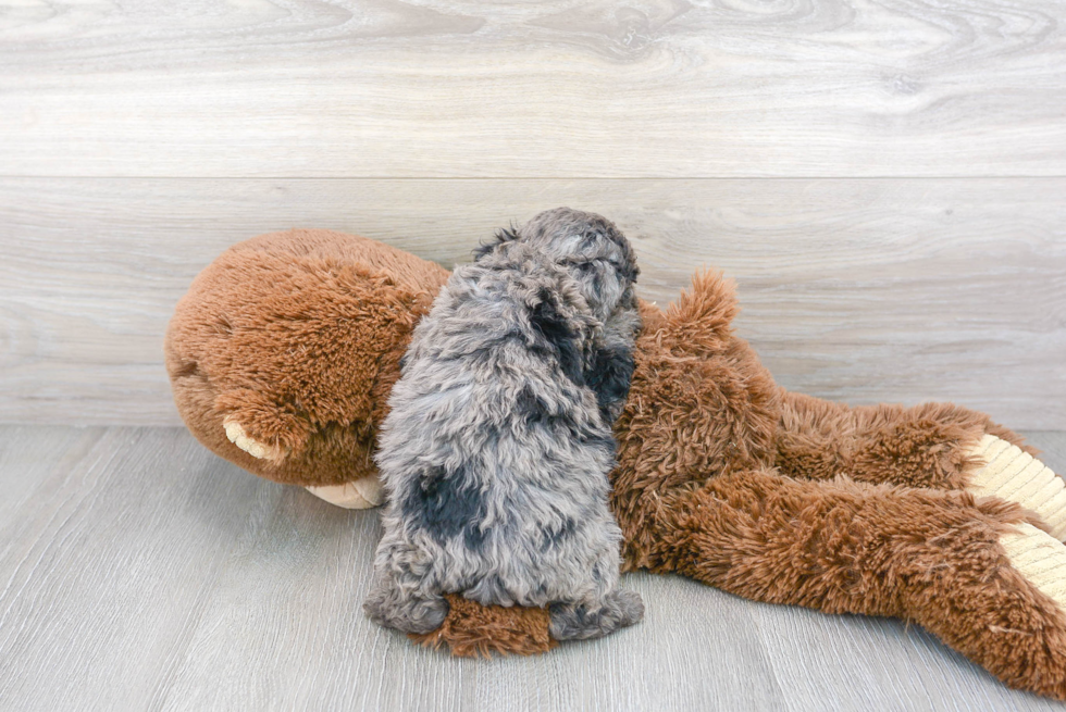 Hypoallergenic Cavoodle Poodle Mix Puppy