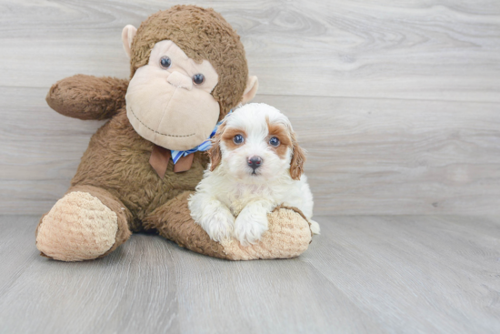 Cavapoo Pup Being Cute