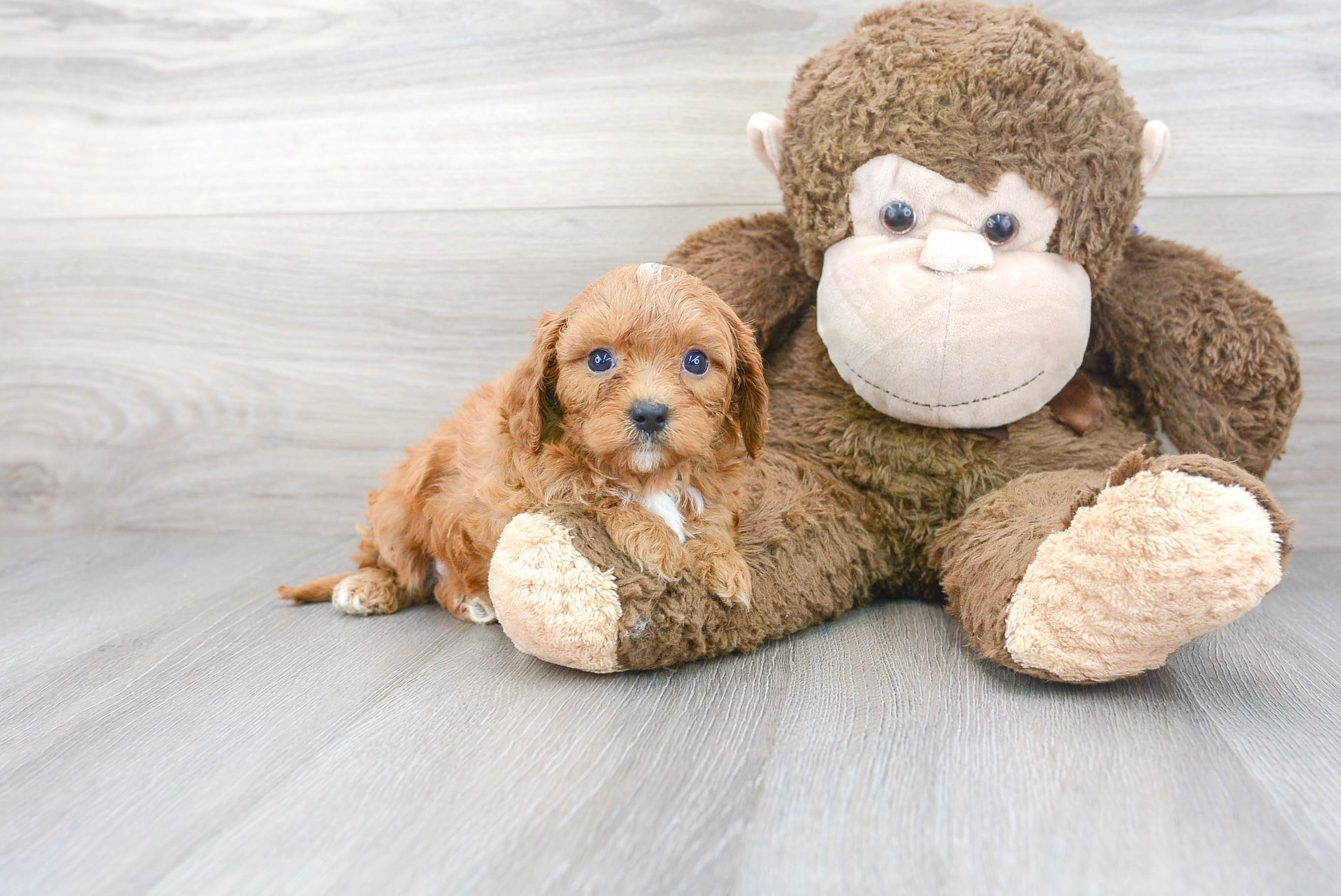Cavapoo Puppy for Adoption