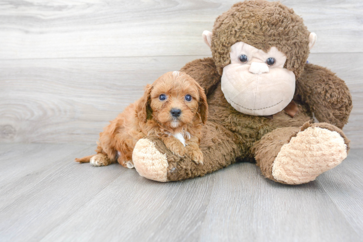 Cavapoo Puppy for Adoption