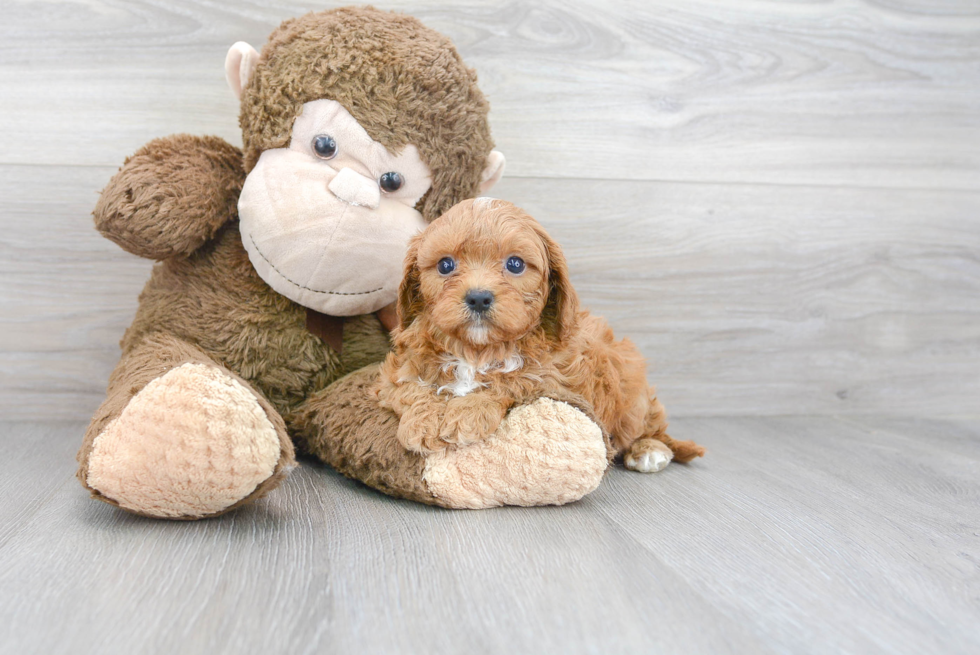 Best Cavapoo Baby