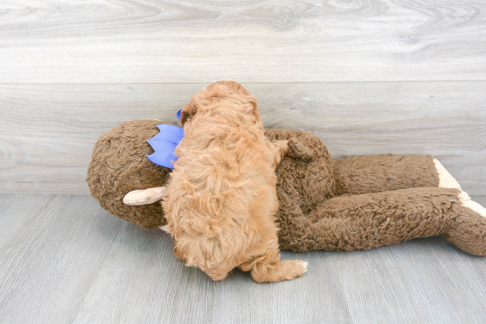 Energetic Cavoodle Poodle Mix Puppy