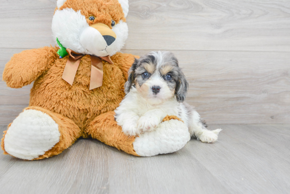 Small Cavapoo Baby