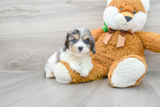 Fluffy Cavapoo Poodle Mix Pup