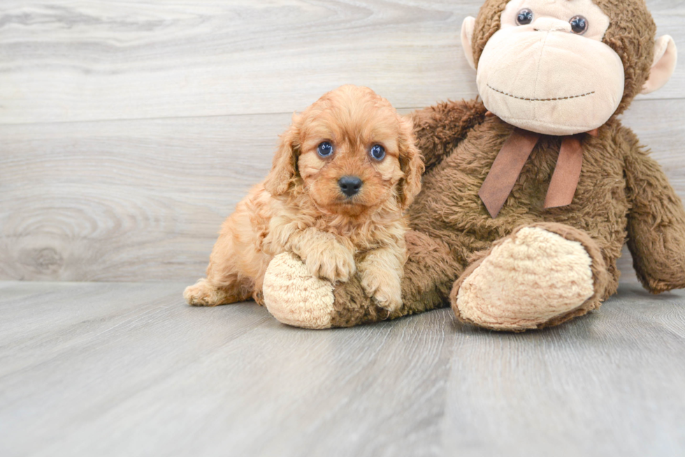 Best Cavapoo Baby