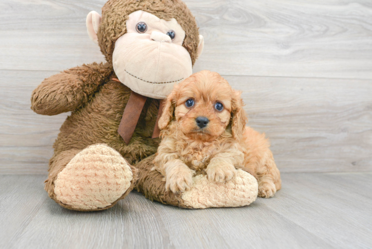 Cavapoo Pup Being Cute