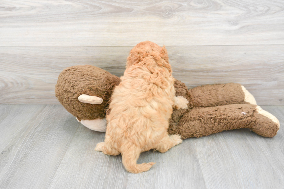 Cavapoo Pup Being Cute