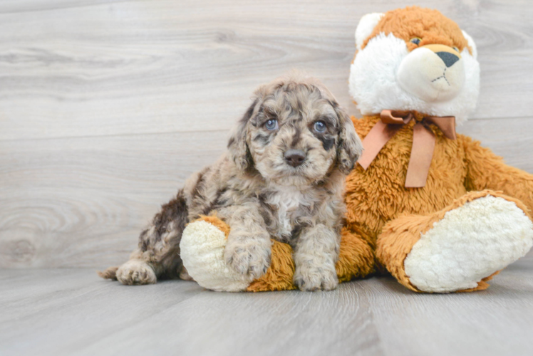 Small Cavapoo Baby