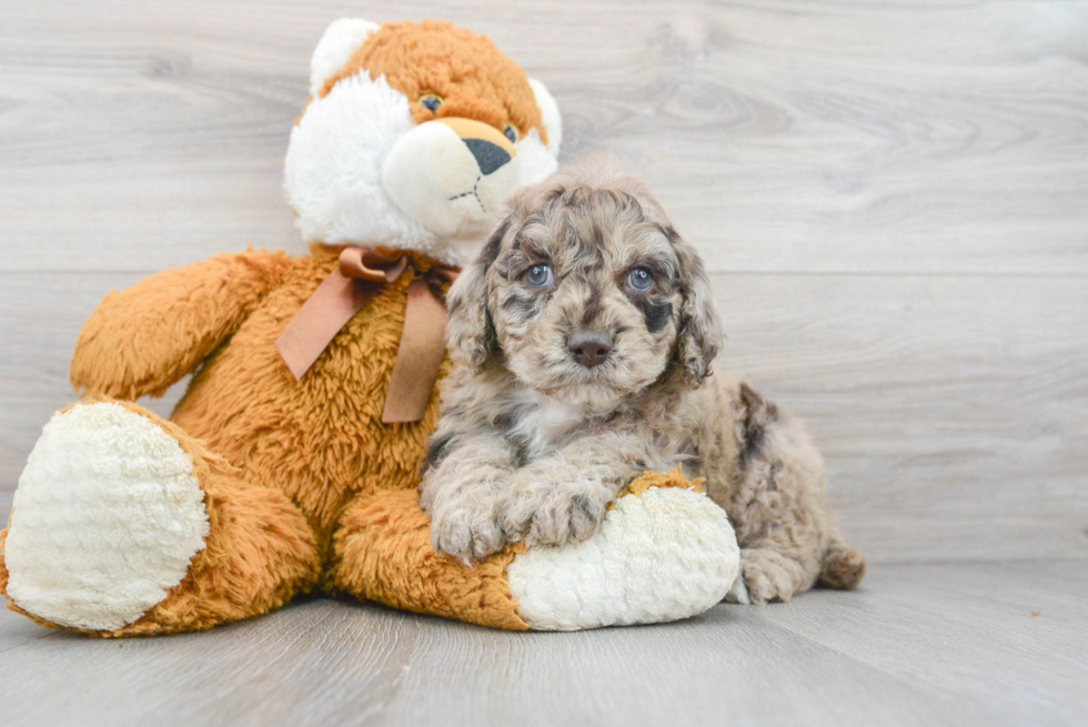 Funny Cavapoo Poodle Mix Pup