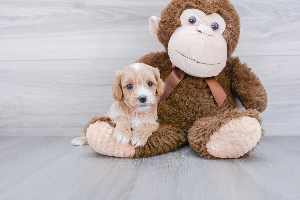 Energetic Cavoodle Poodle Mix Puppy