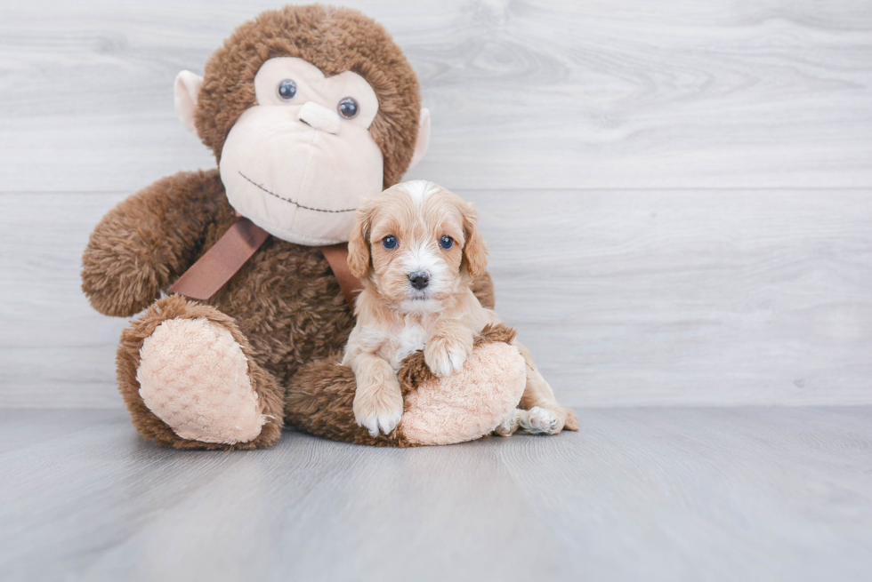 Best Cavapoo Baby