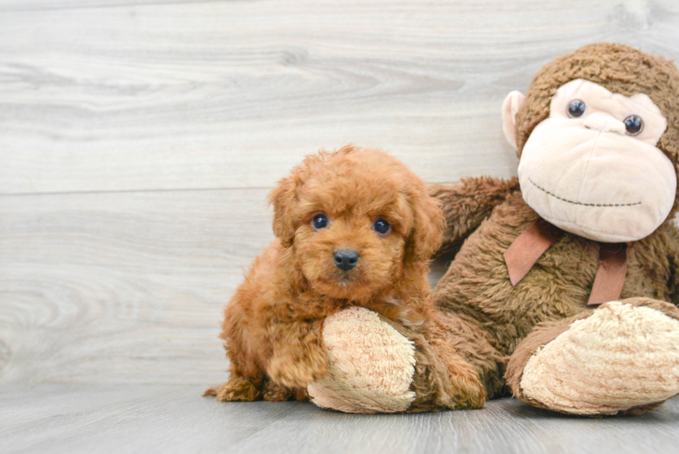 Funny Cavapoo Poodle Mix Pup