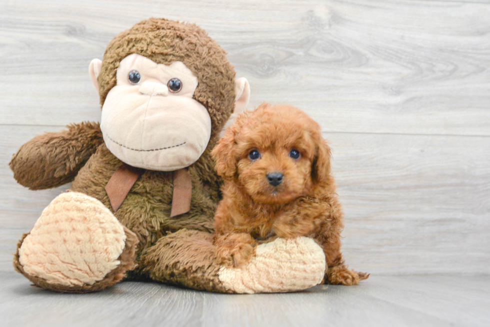 Best Cavapoo Baby