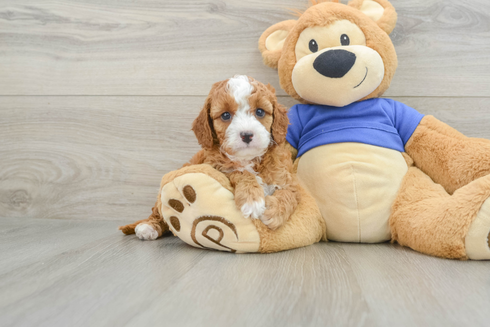 Playful Cavapoodle Poodle Mix Puppy