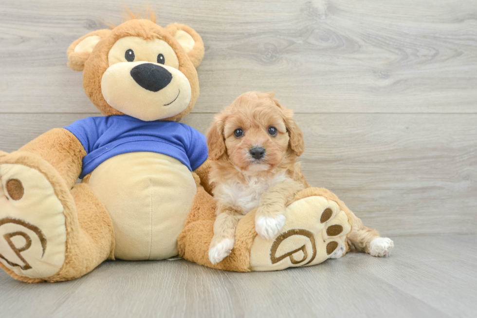 Cute Cavapoo Baby