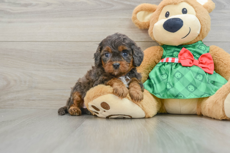 Best Cavapoo Baby