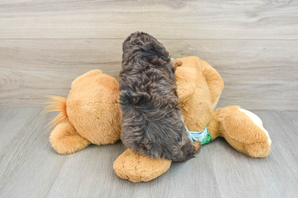 Cavapoo Pup Being Cute